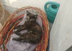 kittens free to good home