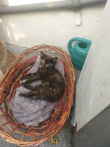 kittens free to good home