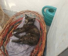 kittens free to good home