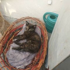 kittens free to good home
