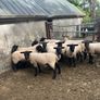 Suffolk hoggets Image 8