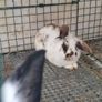 rabbit Image 2