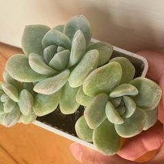 plant