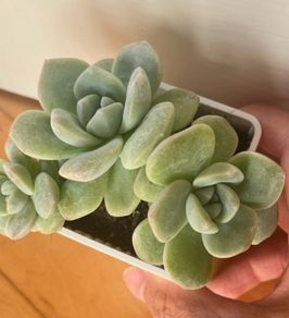 plant
