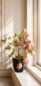 Large indoor azalea with beautiful soft pink blooms in a stylish decorative pot included.