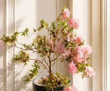 Large indoor azalea with beautiful soft pink blooms in a stylish decorative pot included.