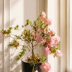 Large indoor azalea with beautiful soft pink blooms in a stylish decorative pot included.