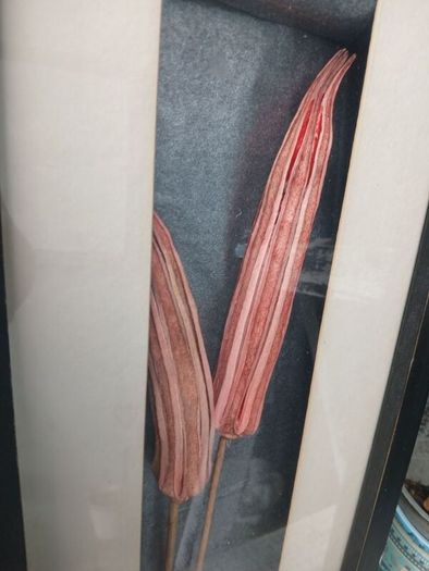 Stunning framed Okra Pods Picture
