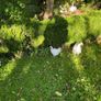 Silkie hen with chicks Image 4