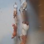 schleich horses Image 4