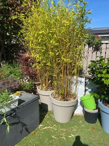 Bamboo Trees x2