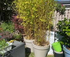 Bamboo Trees x2