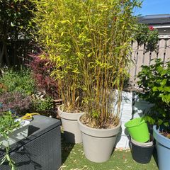 Bamboo Trees x2
