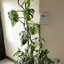 Variegated Monstera Image 3