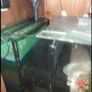 fish Image 3