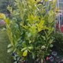 Cheap Instant 4 Foot Tall Laurel Hedge Image 3