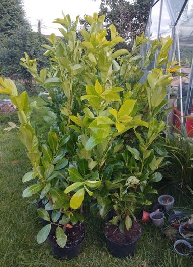 Cheap Instant 4 Foot Tall Laurel Hedge
