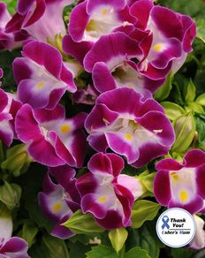 (T) Torenia Wishbone Flower Kauai Magenta seeds (10s) (415526)