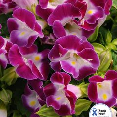 (T) Torenia Wishbone Flower Kauai Magenta seeds (10s) (415526)