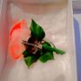 Rose Brooch 15 Euro Image 3