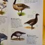 Sea & Freshwater. Birds. Usbourne Spotters Guide. With Internet Links. Beautiful Illustrated Book In Good Condition. Image 4