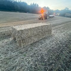 Wheat straw