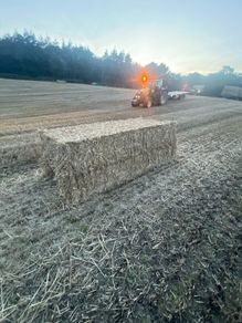 Wheat straw