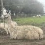 2 year old Female Llama Image 3