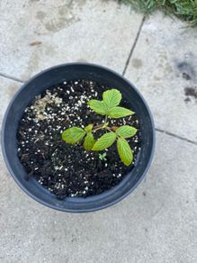 plant