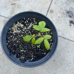 plant