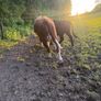 Purebred heifer Image 5