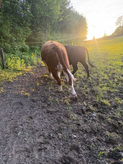 Purebred heifer