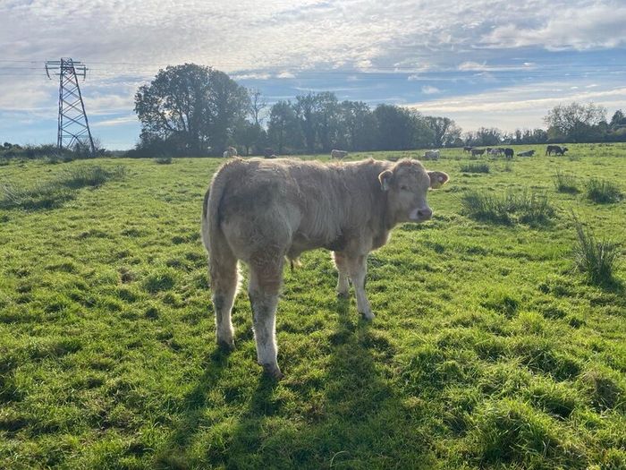 Organic weanlings Elphin Mart