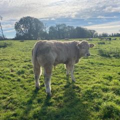 Organic weanlings Elphin Mart