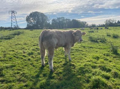 Organic weanlings Elphin Mart