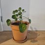 Pilea Peperomioides (Chinese Money Plant) Image 2