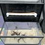 50L Tank W/ Filter & Heater Image 6