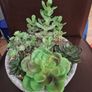 Artificial Plant/Mini Garden of Succulents of Different Varieties & Sizes Image 6
