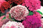 (D) Dianthus Pinnocchio seeds 1g (420483)