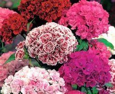 (D) Dianthus Pinnocchio seeds 1g (420483)