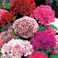 (D) Dianthus Pinnocchio seeds 1g (420483)