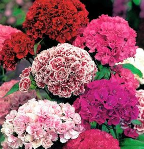 (D) Dianthus Pinnocchio seeds 1g (420483)