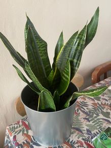 Plants