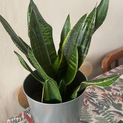 Plants