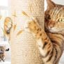 Cat Scratching Tree with Sisal Trunks for Claws, Kennel, Balls and Play Rope, Height 112 cm, with Lots of Cuddling and Playing Options Image 3