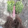 Box Hedging Image 4