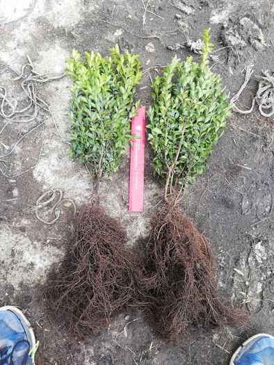 Box Hedging