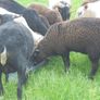 Hoggets , Ewes with Lambs Image 3