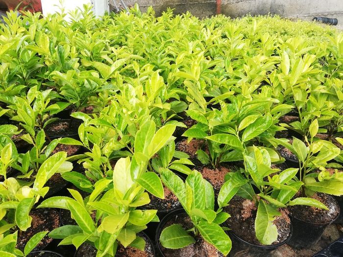 Laurel Hedging