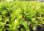 Laurel Hedging